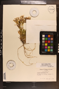 Silene caroliniana subsp. pensylvanica image