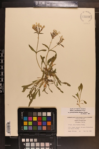 Silene caroliniana image