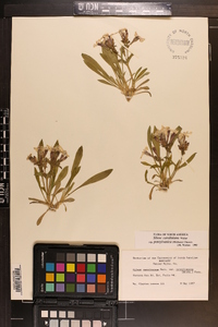 Silene caroliniana subsp. pensylvanica image