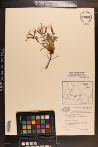 Silene caroliniana subsp. pensylvanica image