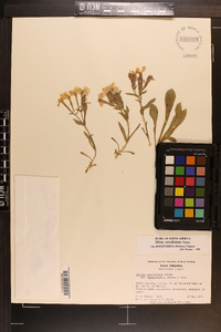 Silene caroliniana subsp. pensylvanica image