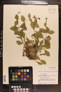 Silene rotundifolia image