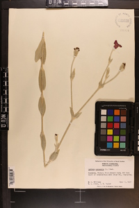 Silene coronaria image