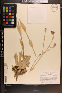 Silene coronaria image