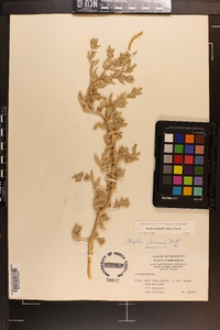 Atriplex pentandra image