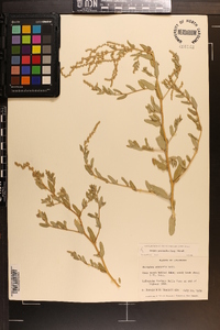 Atriplex pentandra image
