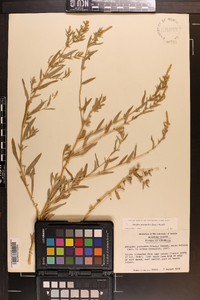 Atriplex pentandra image
