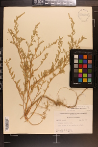 Atriplex pentandra image