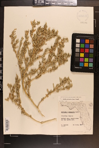 Atriplex pentandra image