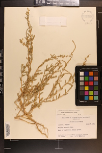 Atriplex pentandra image