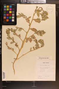 Atriplex pentandra image