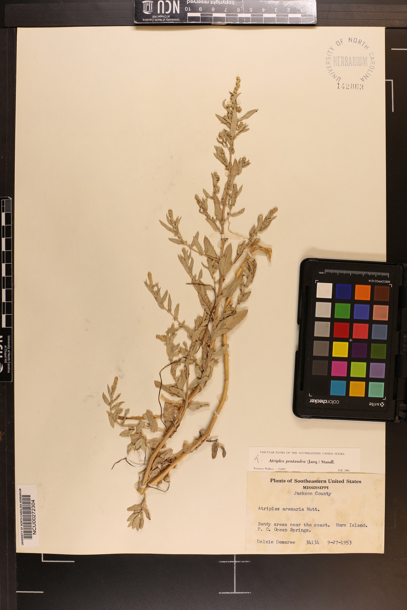 Atriplex pentandra image