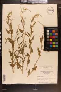 Atriplex prostrata image