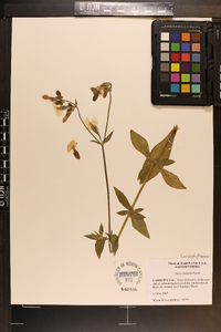 Silene latifolia image