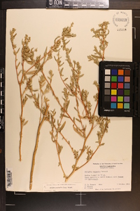 Atriplex pentandra image