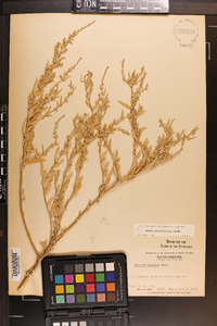 Atriplex pentandra image