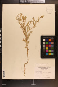 Atriplex pentandra image