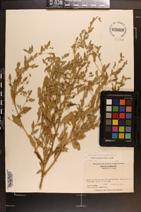 Atriplex pentandra image