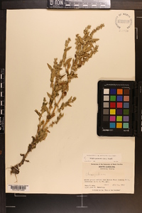Atriplex pentandra image