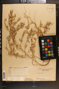 Atriplex pentandra image