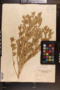 Atriplex pentandra image