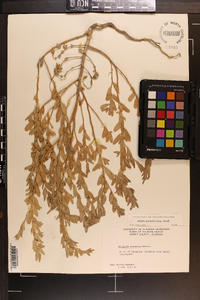 Atriplex pentandra image
