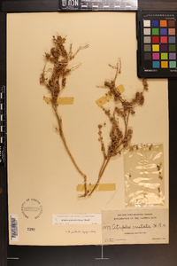Atriplex pentandra image