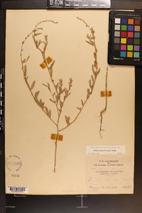 Atriplex pentandra image