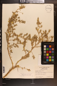 Atriplex pentandra image