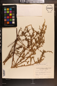 Atriplex pentandra image