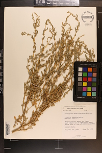 Atriplex pentandra image