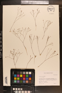Stipulicida setacea image