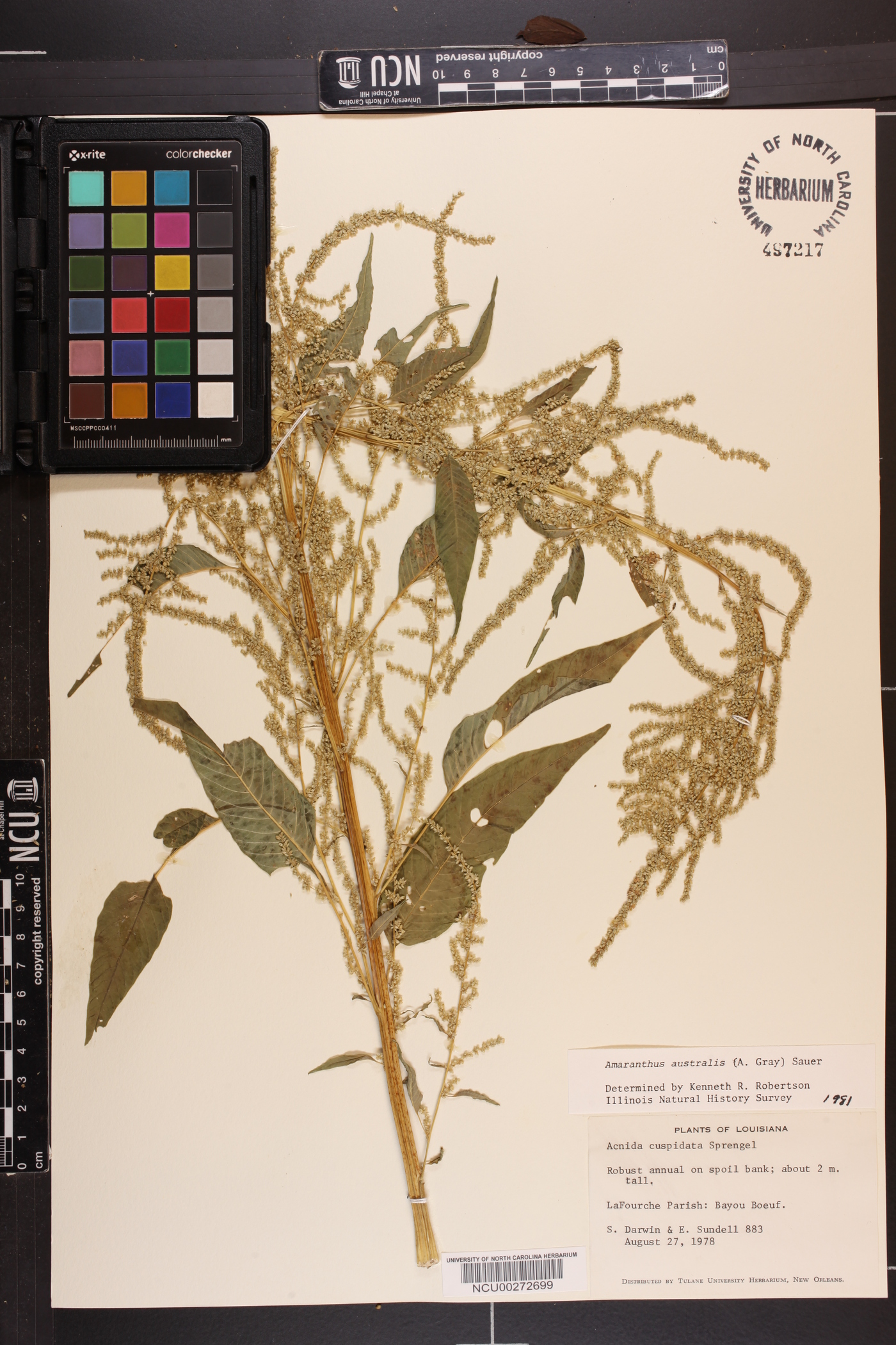 Amaranthus australis image