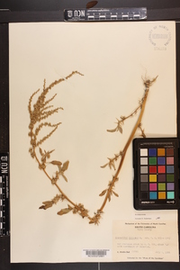 Amaranthus spinosus image