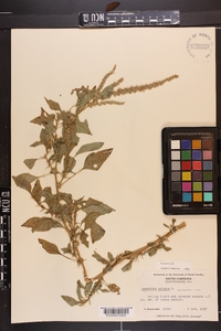 Amaranthus spinosus image