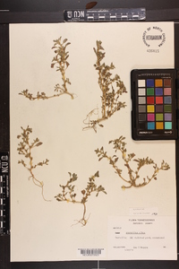 Amaranthus albus image