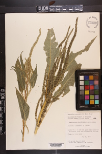 Amaranthus australis image