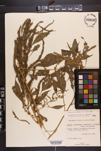 Amaranthus australis image