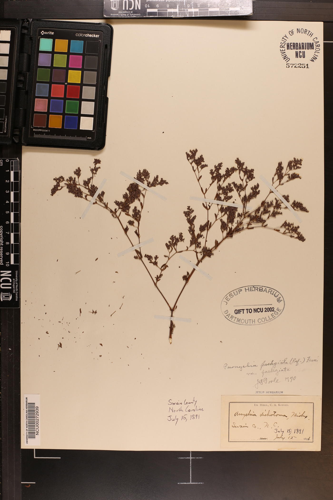 Anychia dichotoma image