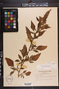 Amaranthus hybridus image