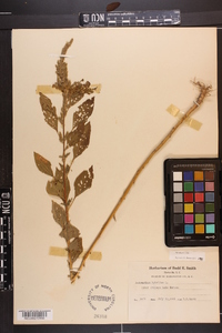 Amaranthus hybridus image