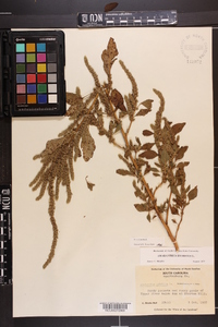 Amaranthus hybridus image