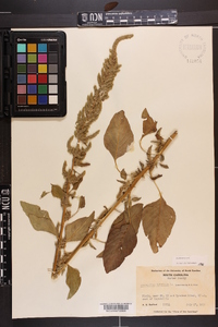 Amaranthus hybridus image