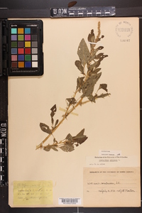 Amaranthus spinosus image