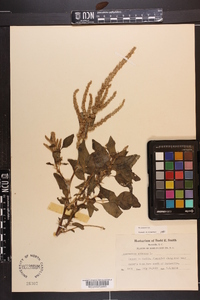 Amaranthus spinosus image