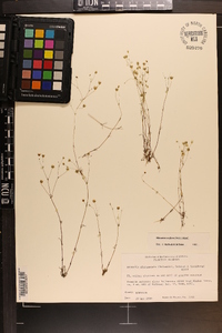 Mononeuria uniflora image