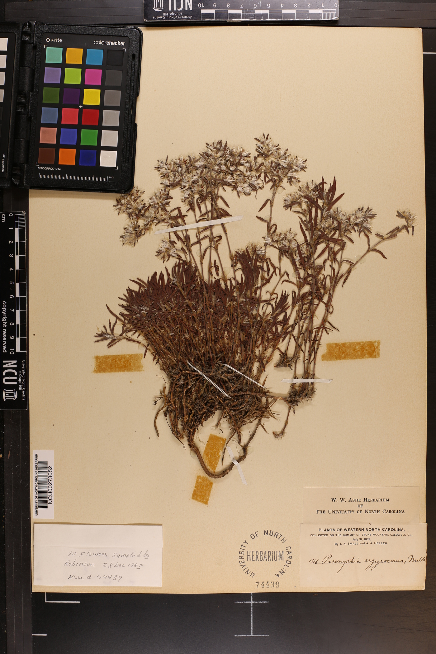 Paronychia argyrocoma image