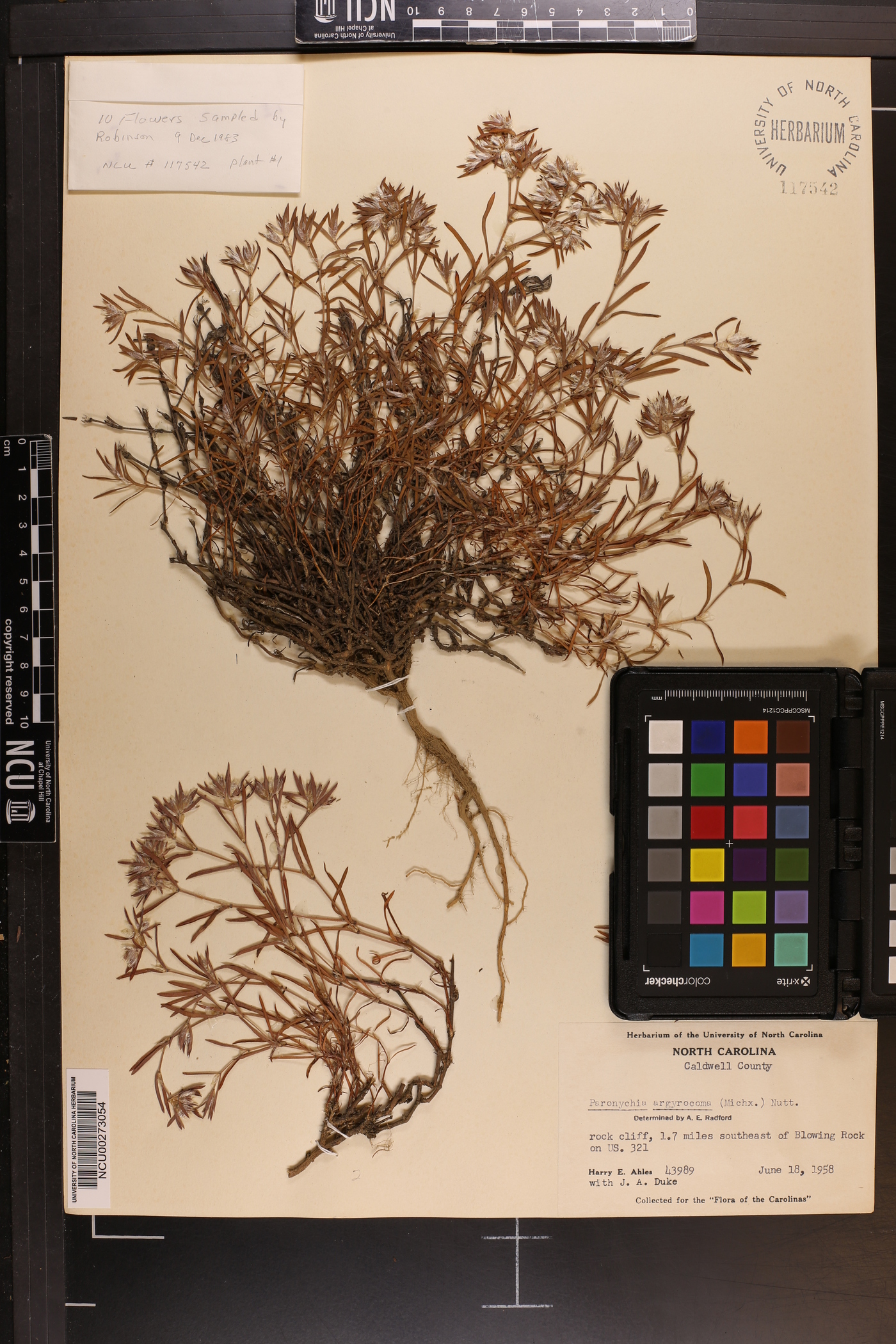 Paronychia argyrocoma image