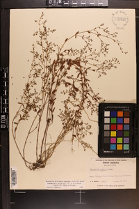 Paronychia baldwinii image