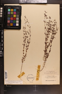 Paronychia baldwinii image